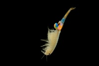 Zabronozka letni - Branchipus schaefferi - Fairy Shrimp 5490